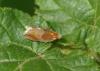Ancylis mitterbacheriana